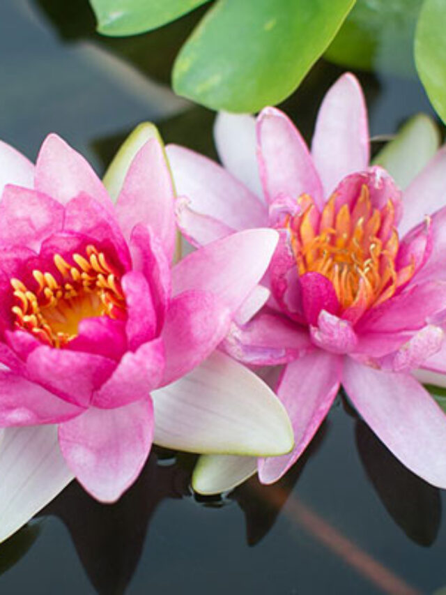 திருக்குறிப்புத் தொண்ட நாயனார்